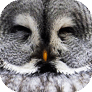 世界の野鳥