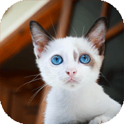 世界の猫