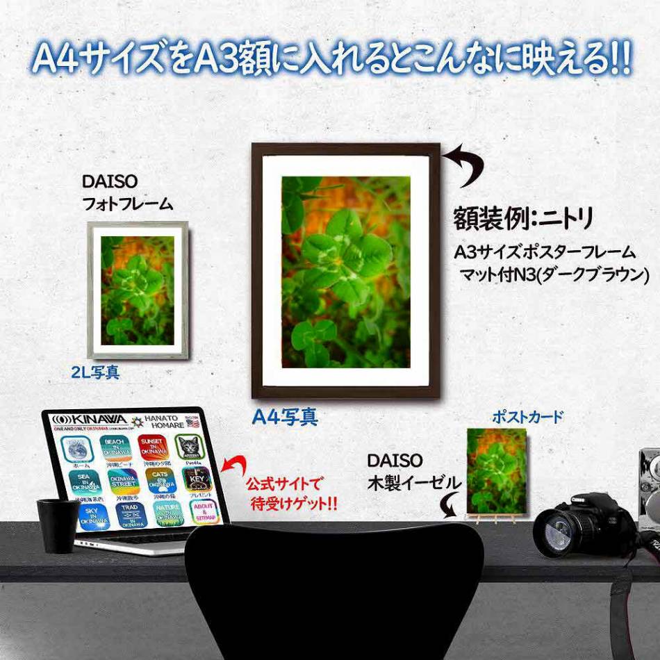 天然の五つ葉クローバー以外にも採れちゃうんです