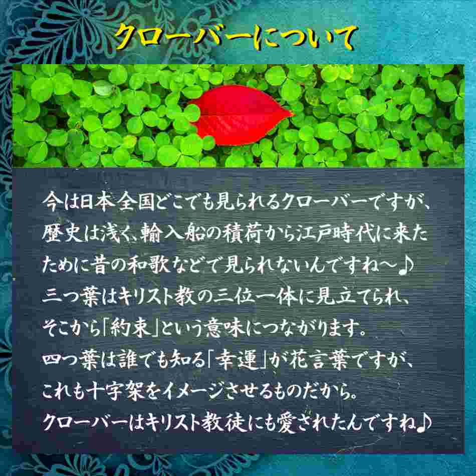 クローバーについての話