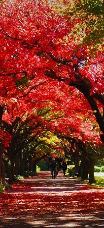 待受けNo.152 「AUTUMN IN TOKYO」