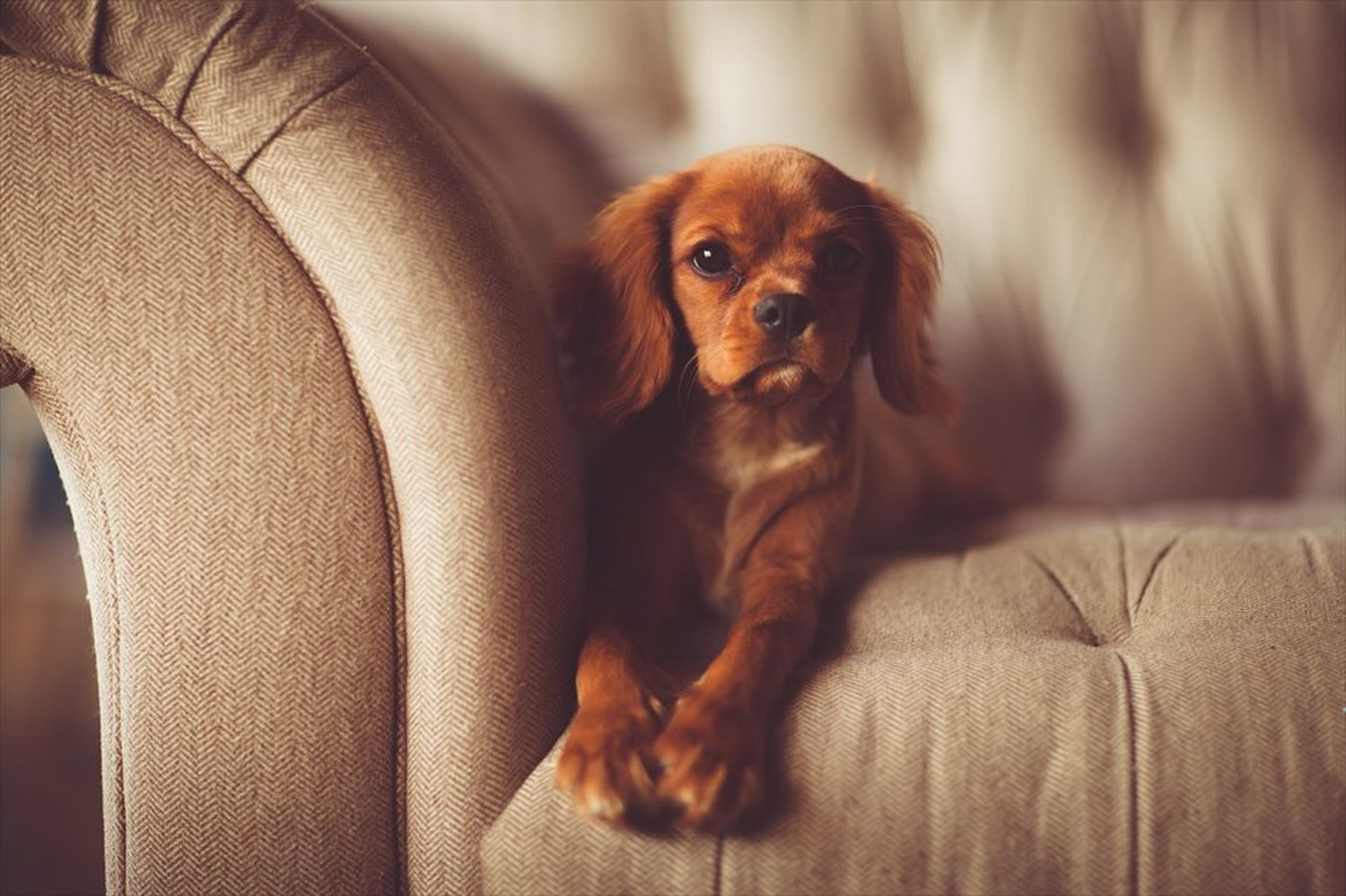 ワンちゃん!可愛い犬たちのポストカードやポスター用の写真です|著作権フリー
