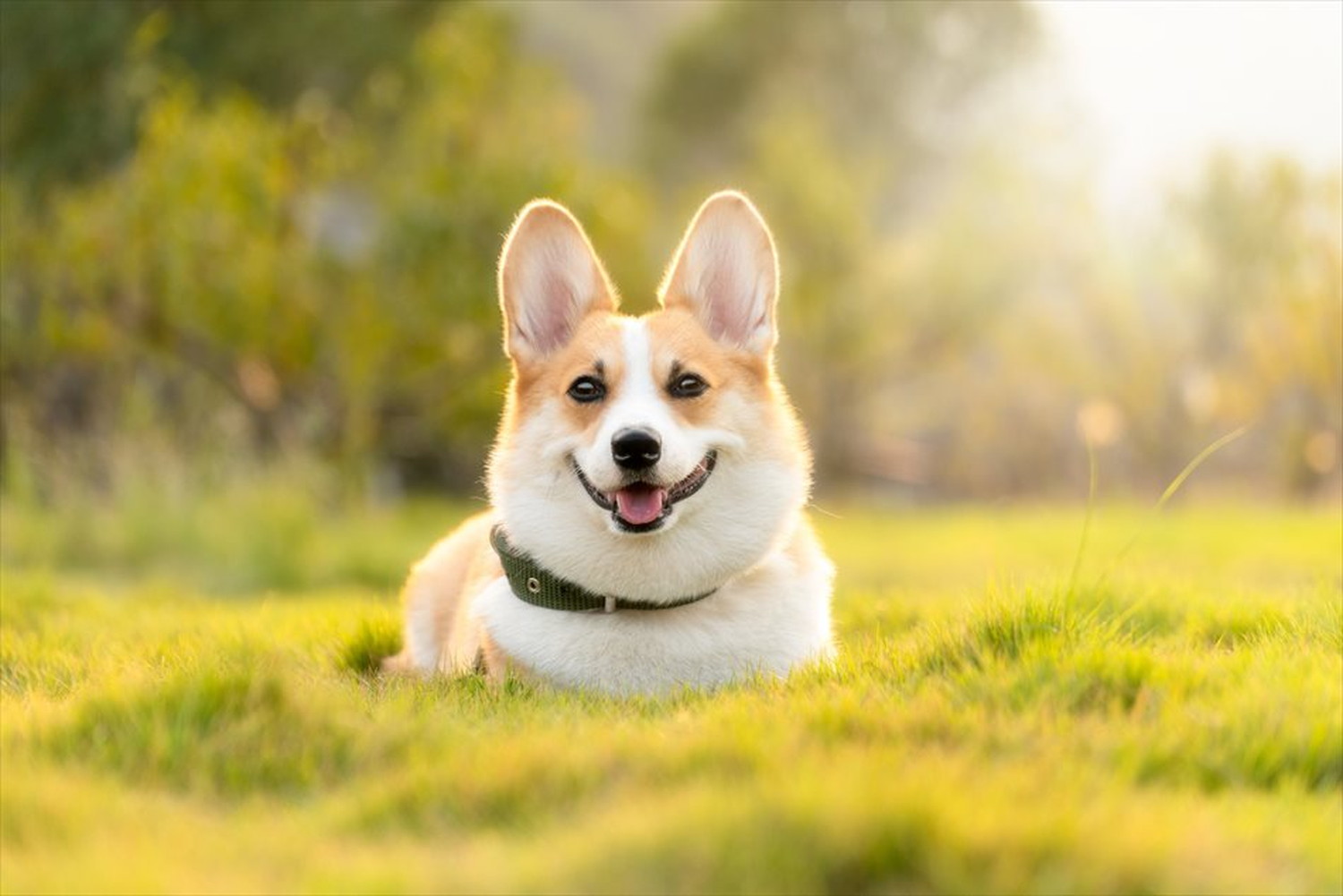 ワンちゃん!可愛い犬たちのポストカードやポスター用の写真です|著作権フリー