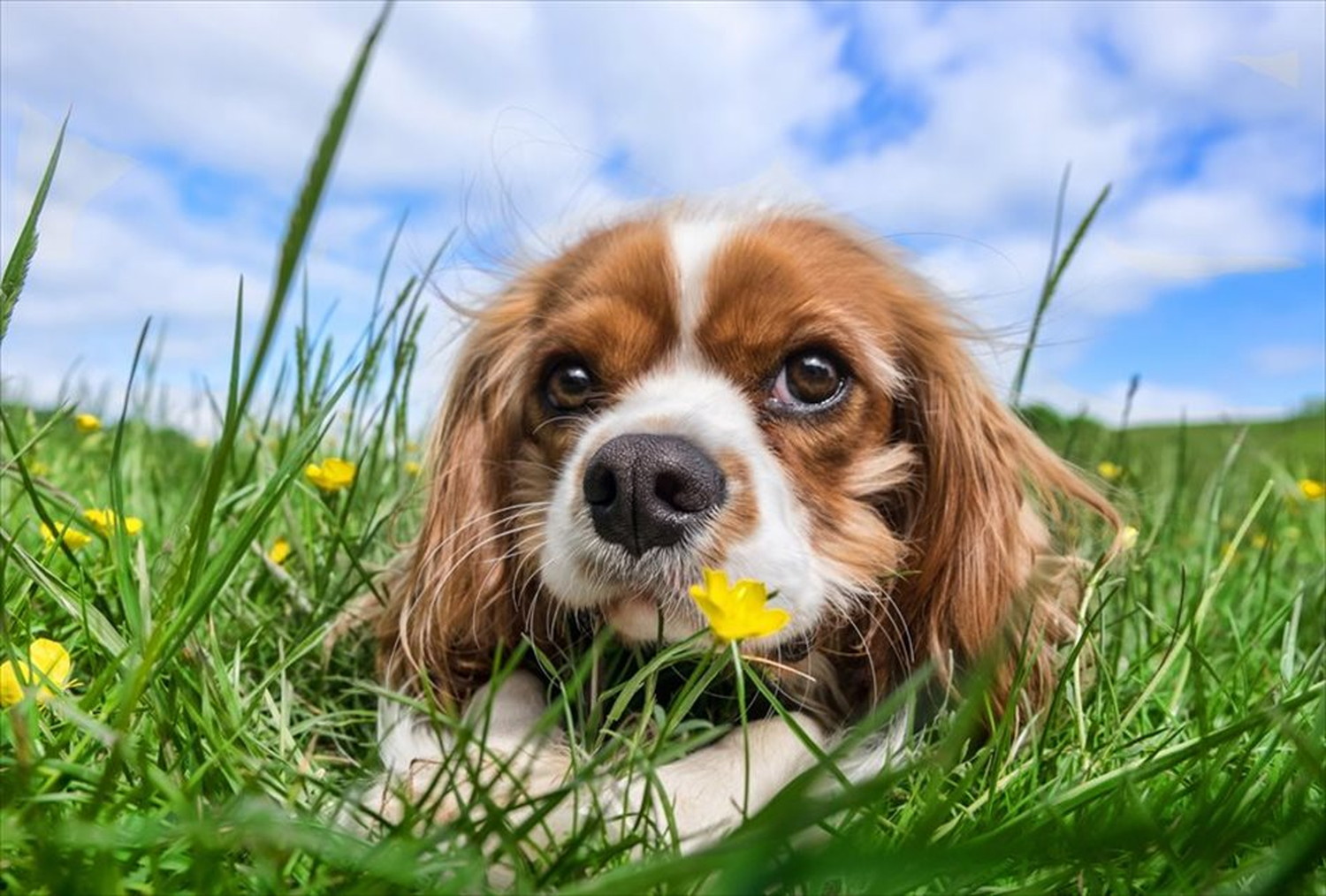 ワンちゃん!可愛い犬たちのポストカードやポスター用の写真です|著作権フリー