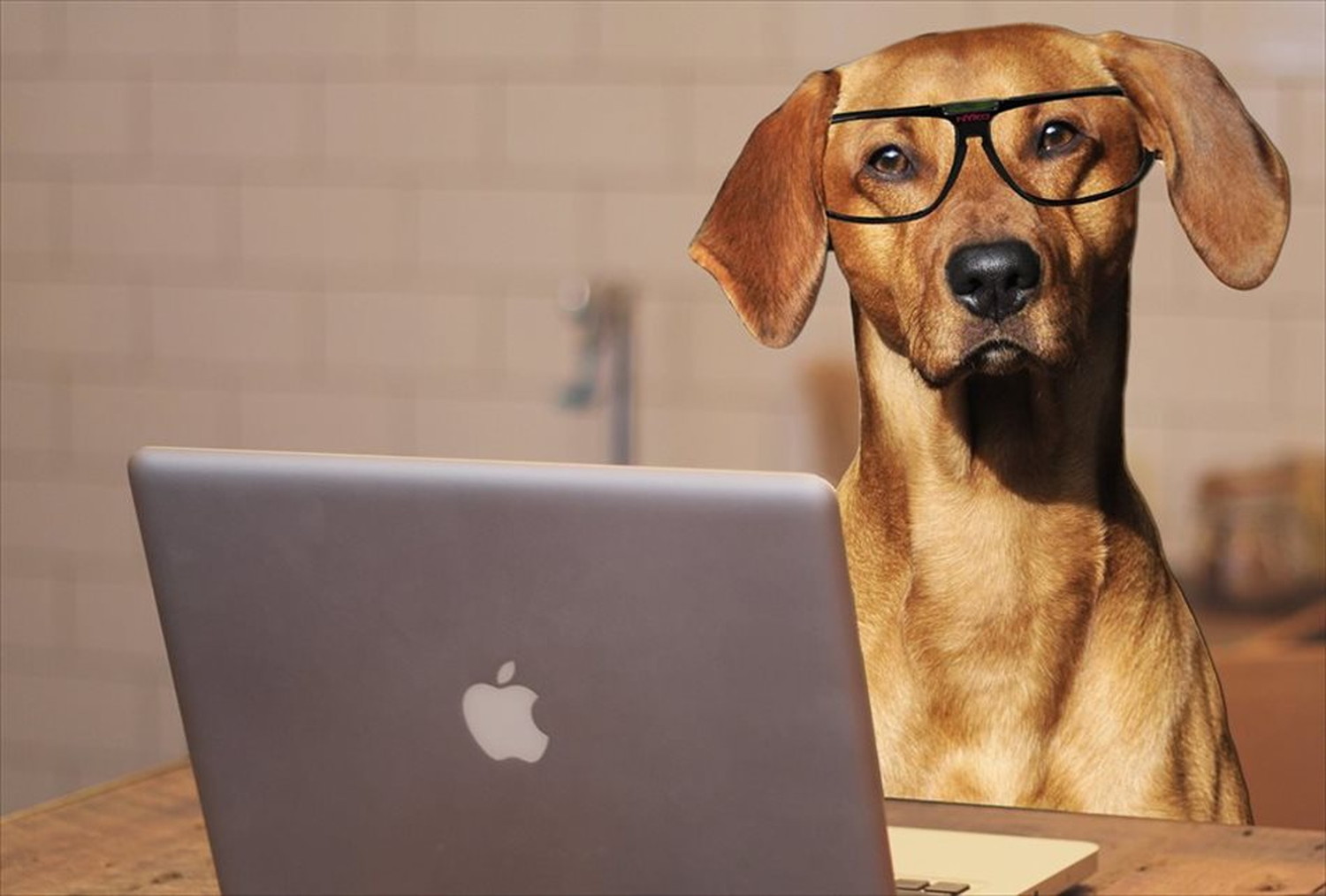 ワンちゃん!可愛い犬たちのポストカードやポスター用の写真です|著作権フリー