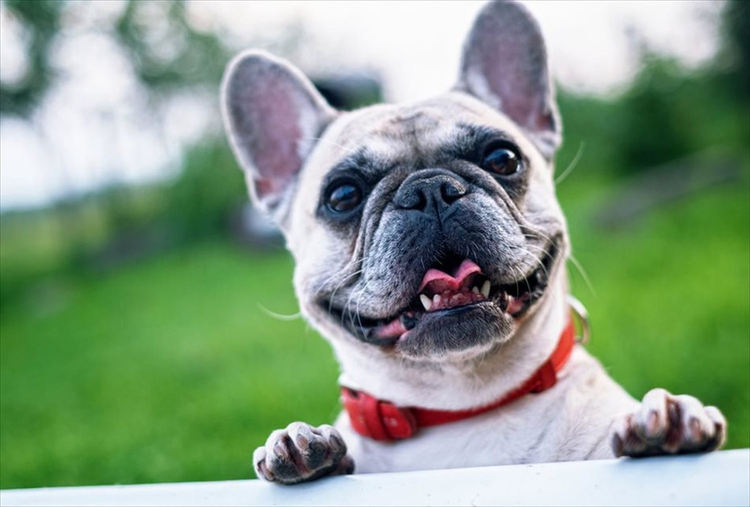 ワンちゃん!可愛い犬たちのポストカードやポスター用の写真です|著作権フリー
