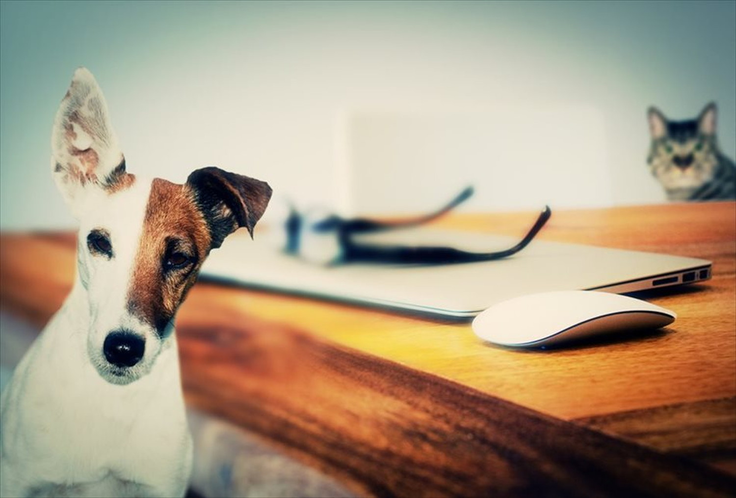 ワンちゃん!可愛い犬たちのポストカードやポスター用の写真です|著作権フリー