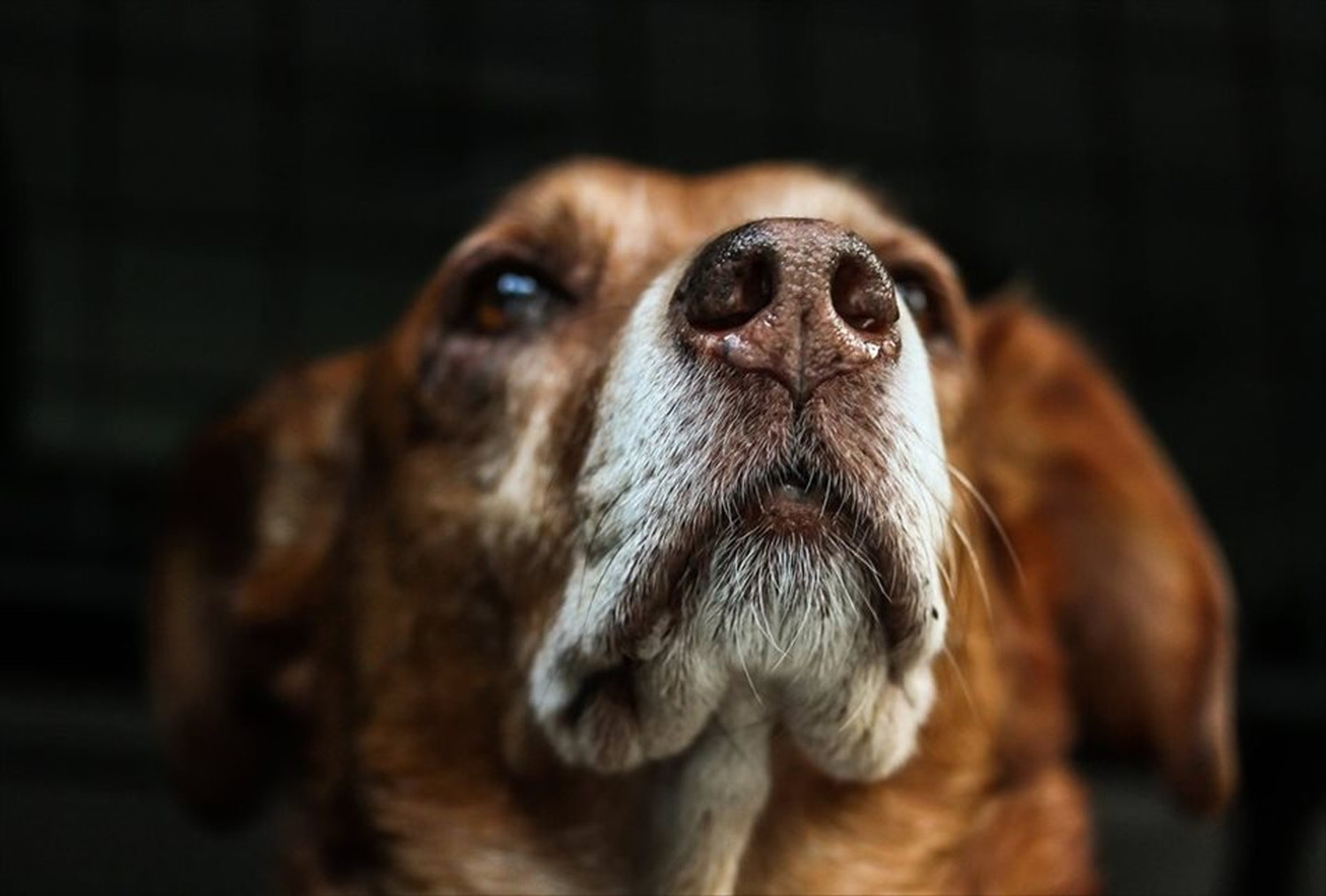 ワンちゃん!可愛い犬たちのポストカードやポスター用の写真です|著作権フリー