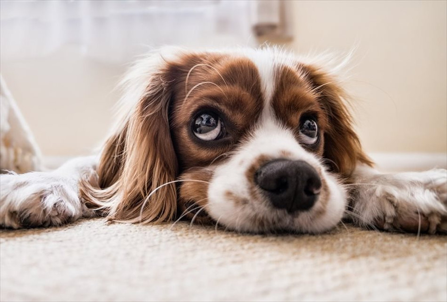 ワンちゃん!可愛い犬たちのポストカードやポスター用の写真です|著作権フリー
