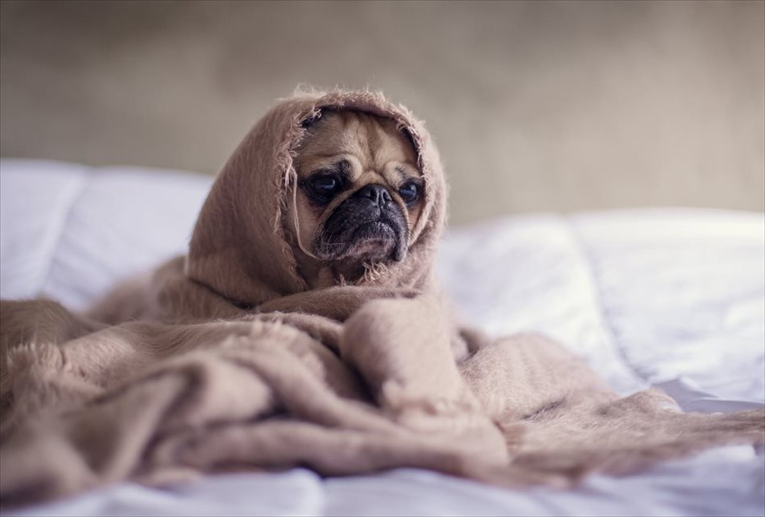 ワンちゃん!可愛い犬たちのポストカードやポスター用の写真です|著作権フリー