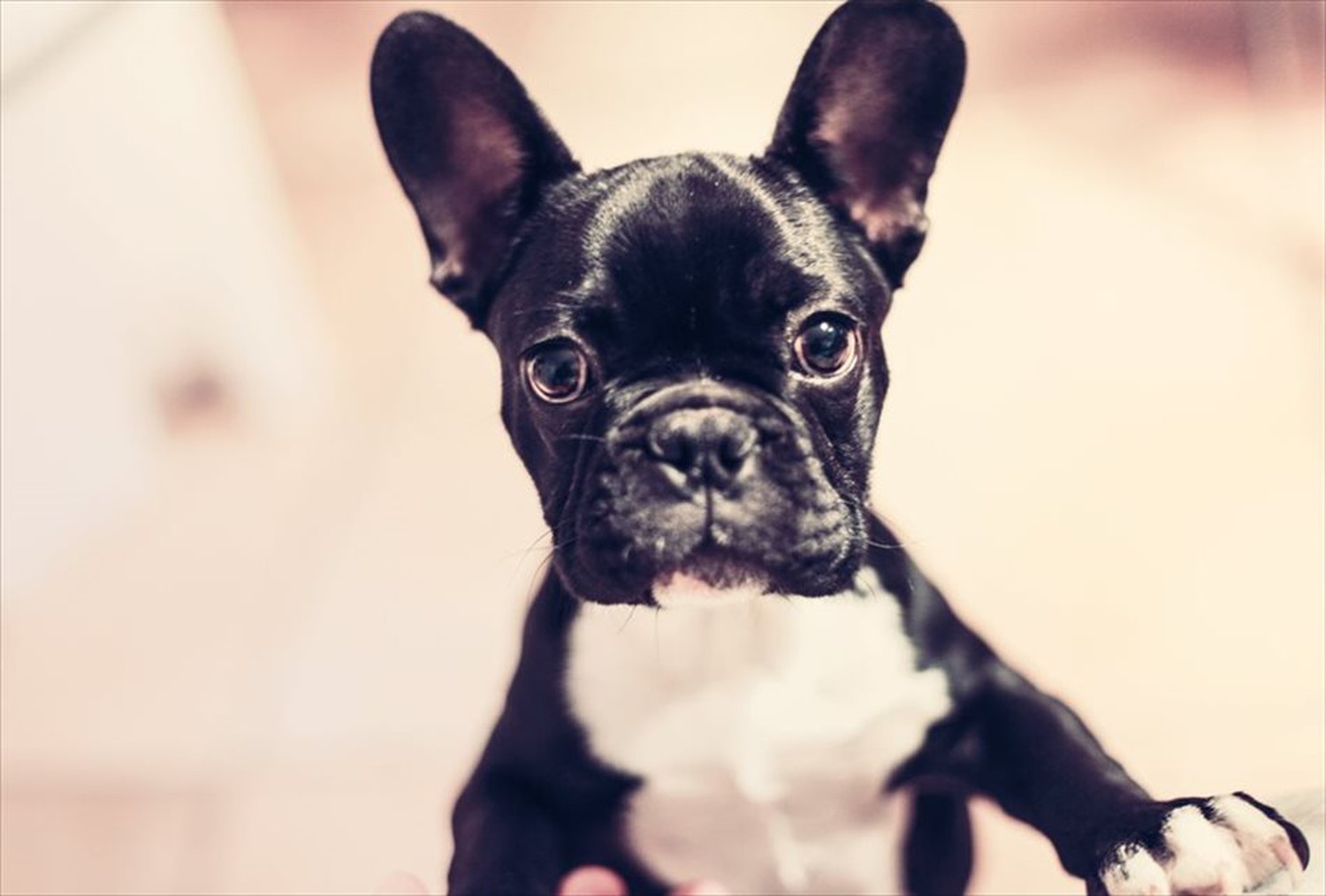 ワンちゃん!可愛い犬たちのポストカードやポスター用の写真です|著作権フリー