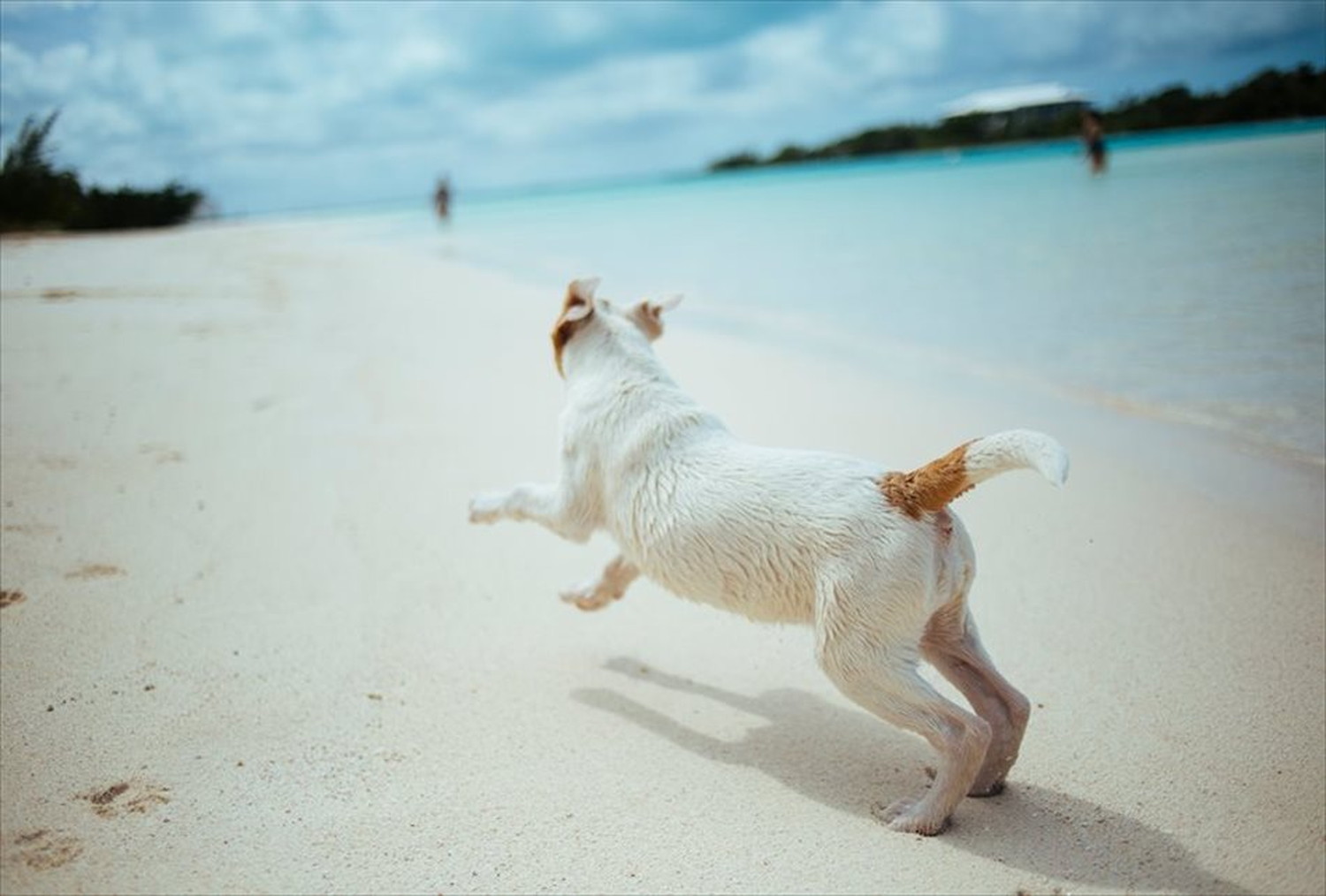 ワンちゃん!可愛い犬たちのポストカードやポスター用の写真です|著作権フリー