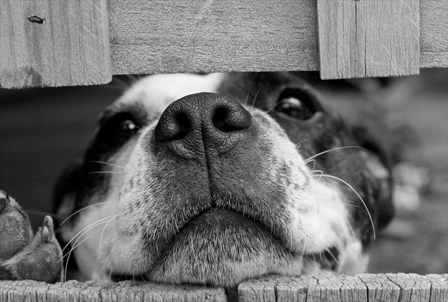 ワンちゃん!可愛い犬たちのポストカードやポスター用の写真です|著作権フリー