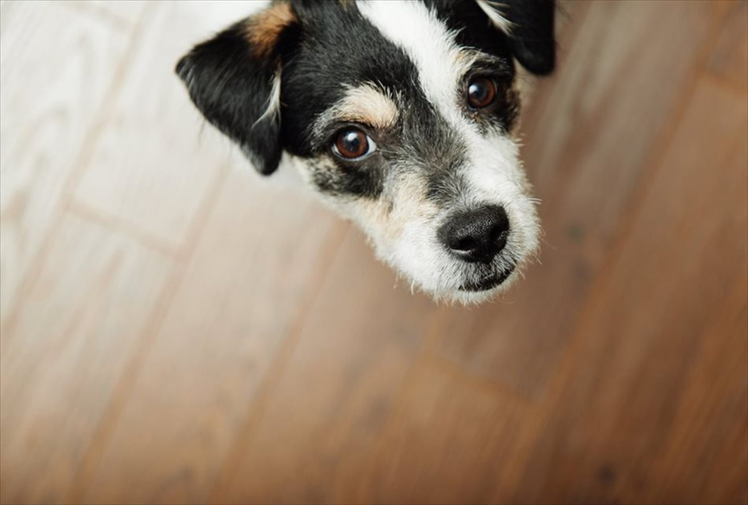 ワンちゃん!可愛い犬たちのポストカードやポスター用の写真です|著作権フリー