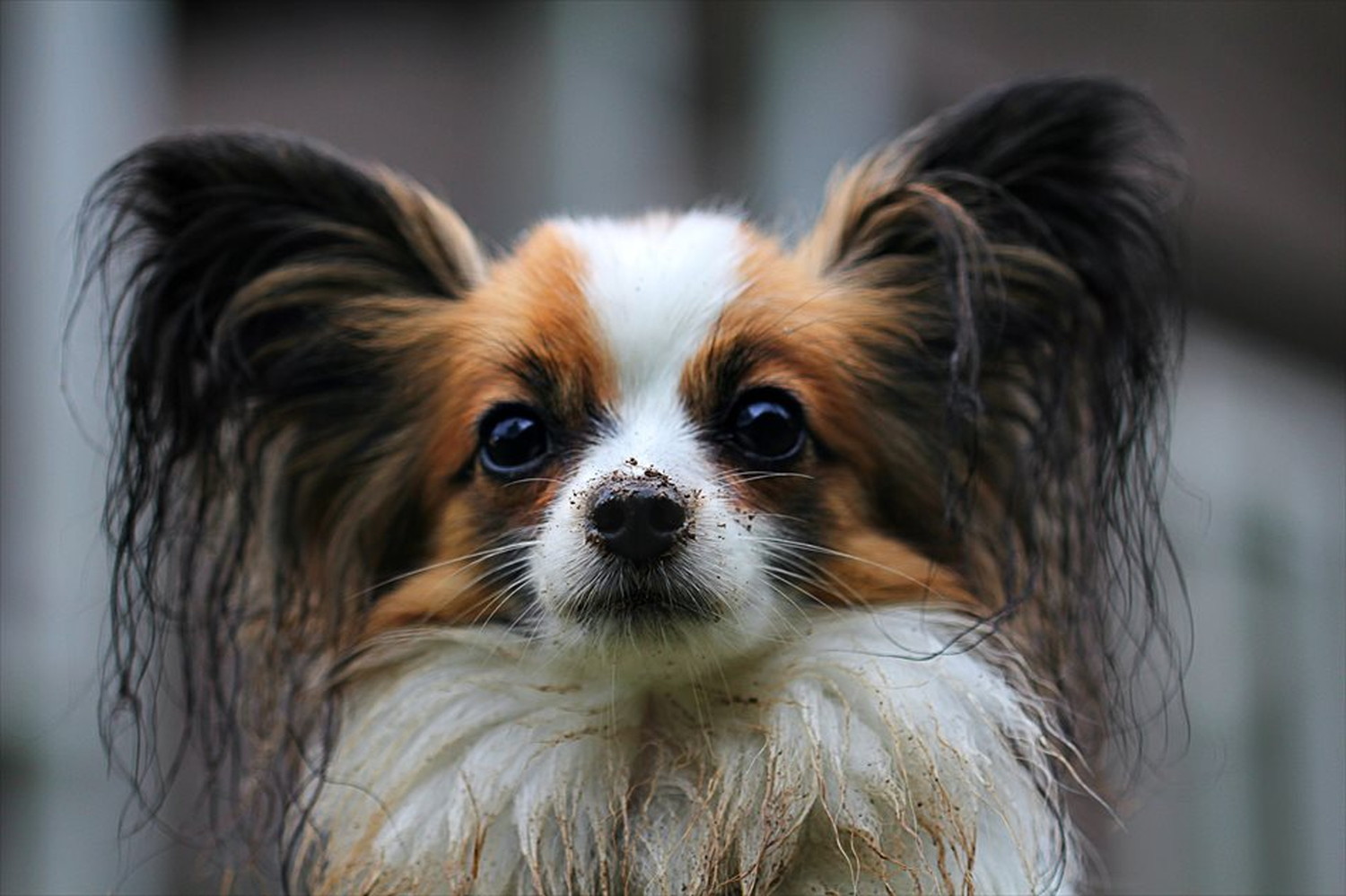ワンちゃん!可愛い犬たちのポストカードやポスター用の写真です|著作権フリー